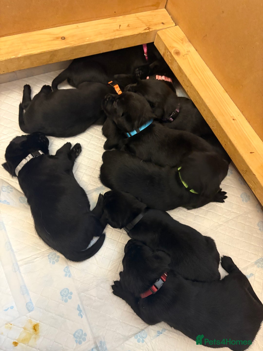 Labrador Retriever dogs for sale: 10 black Labrador puppies  - Image 3