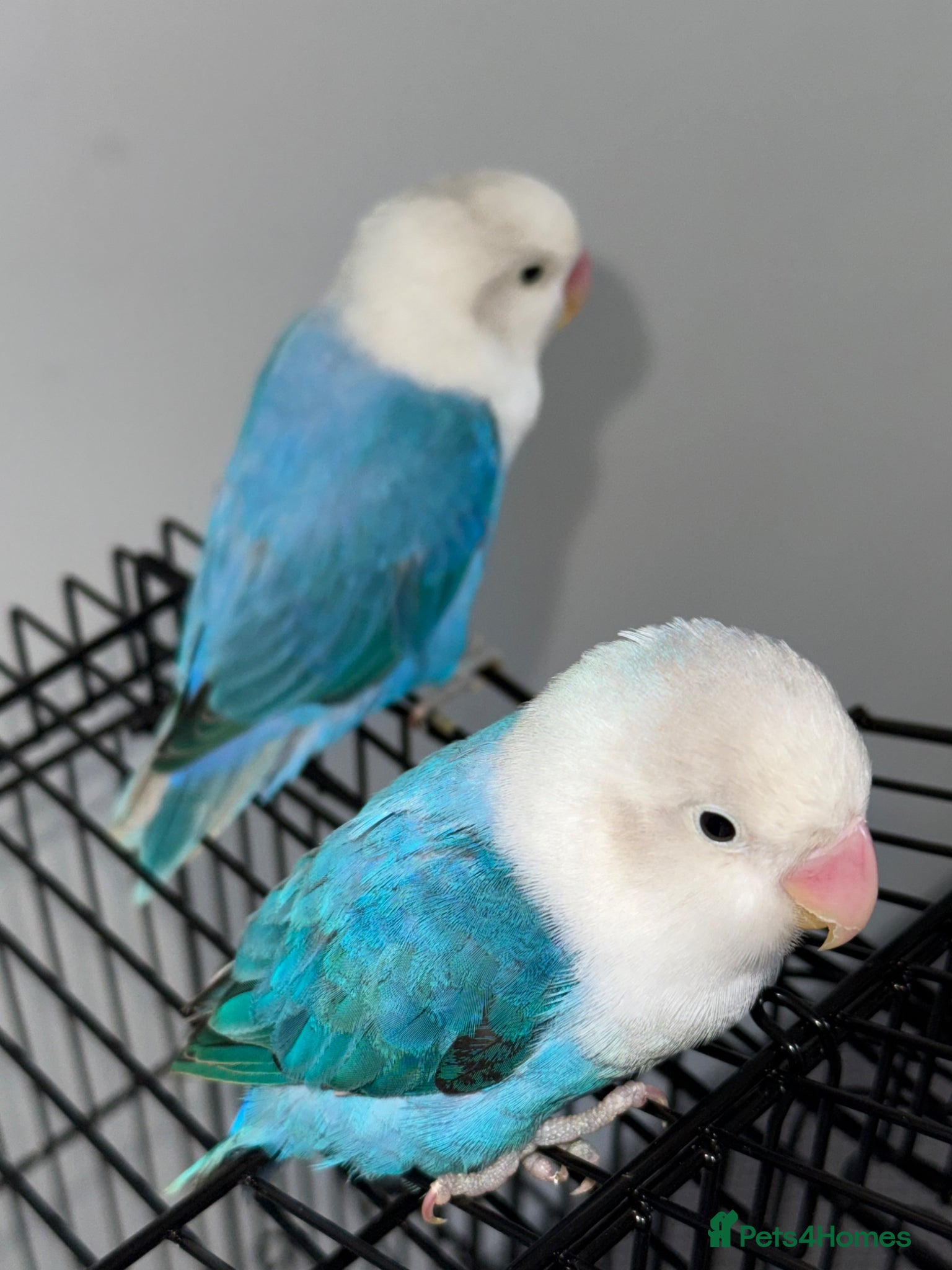 Lovebirds birds Blue Opaline love birds  - Advert 1