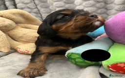 Cavalier King Charles Spaniel dogs for sale: KC Registered Puppies from Health Tested Parents  - Image 9