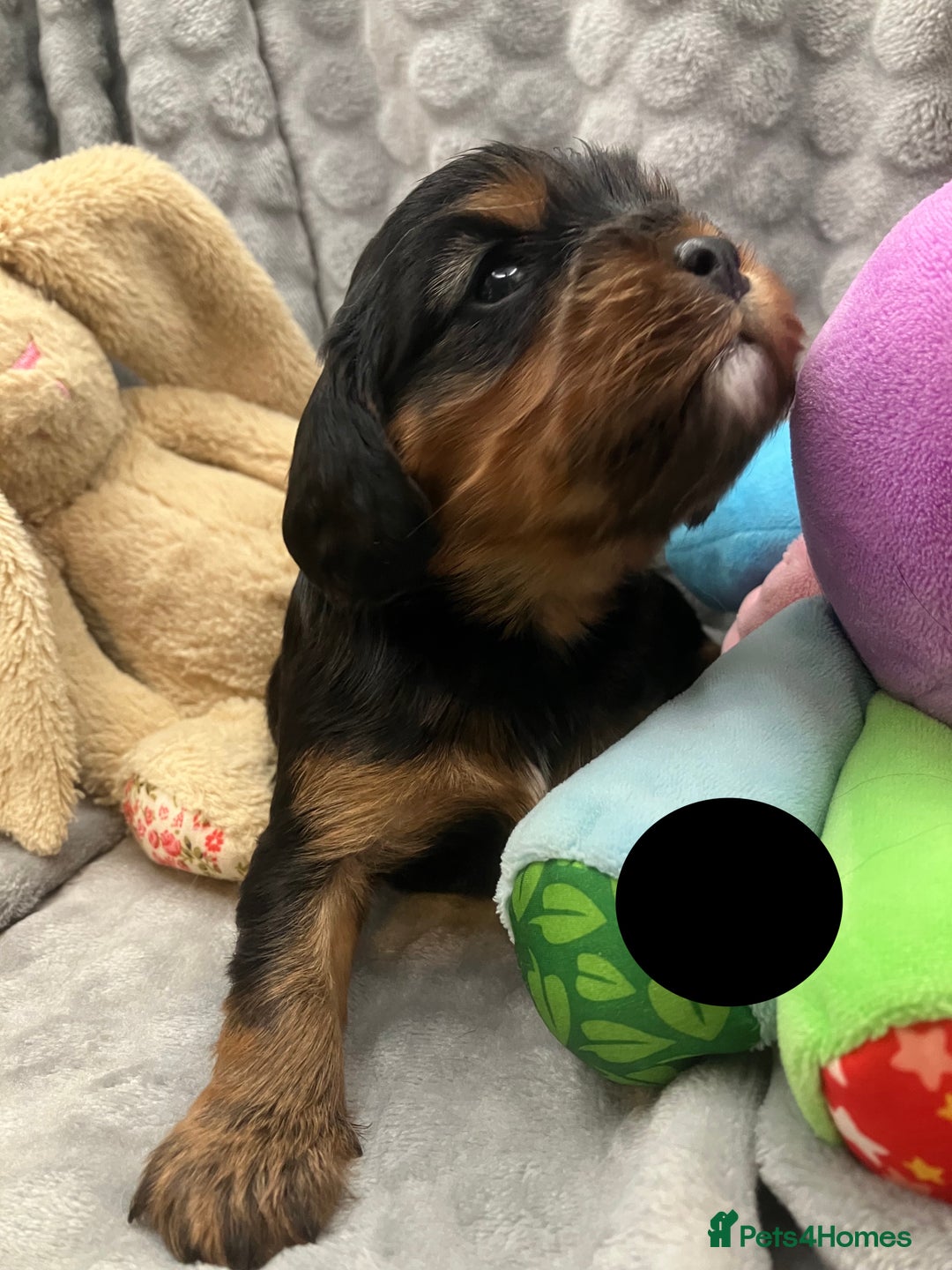 Cavalier King Charles Spaniel dogs for sale: KC Registered Puppies from Health Tested Parents  - Image 9