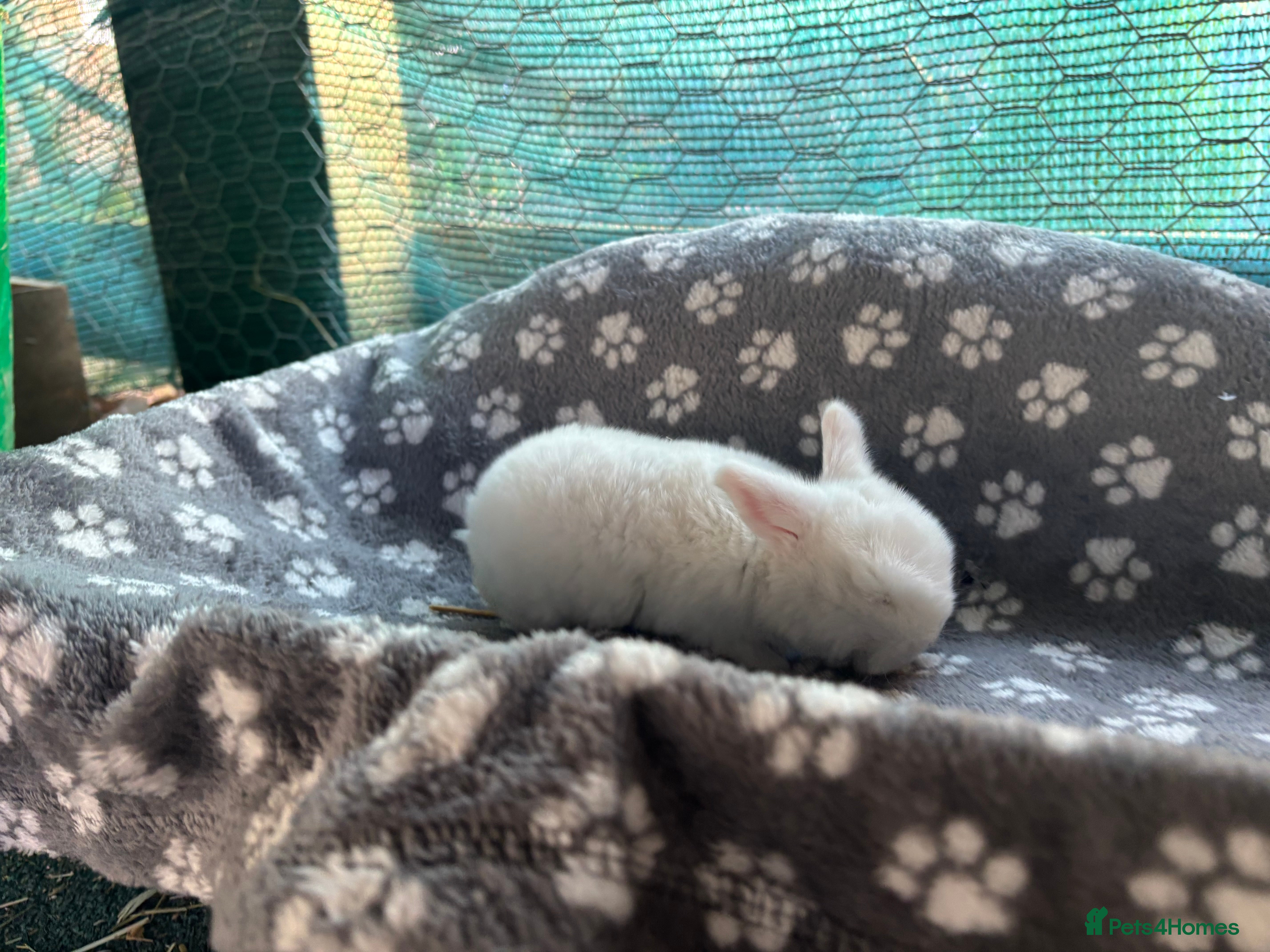 Mini Lop rabbits beautiful mini lop  - Advert 4