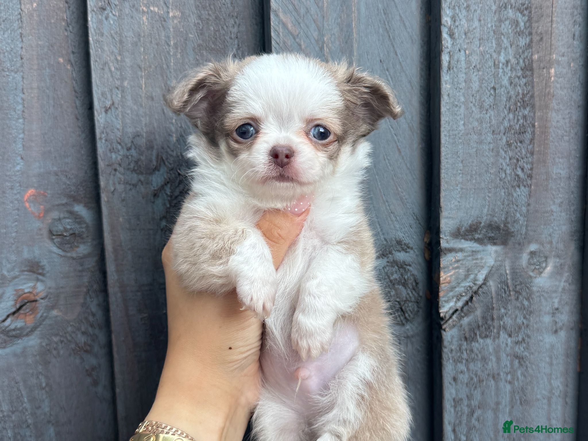 Chihuahua dogs 🐾🩶 LAST TINY LONGHAIRED BOY - READY NEXT WEEK - Advert 1