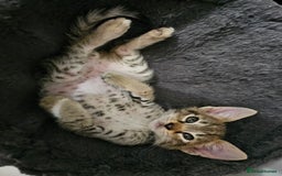 Savannah cats for sale: F4 Savannah Kittens 3x Brown Spotted 2x Melanistic - Image 4