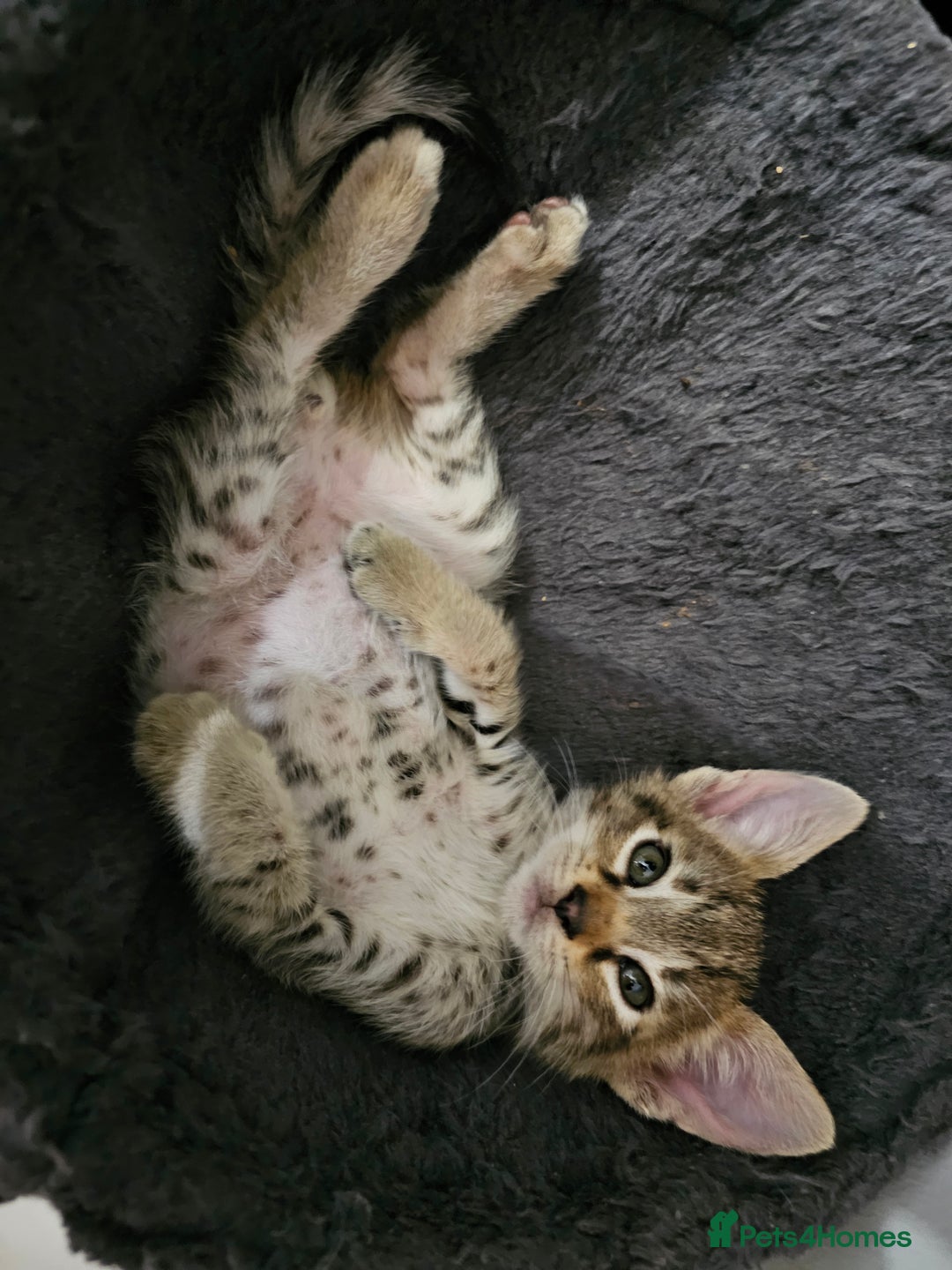 Savannah cats for sale: F4 Savannah Kittens 3x Brown Spotted 2x Melanistic - Image 4