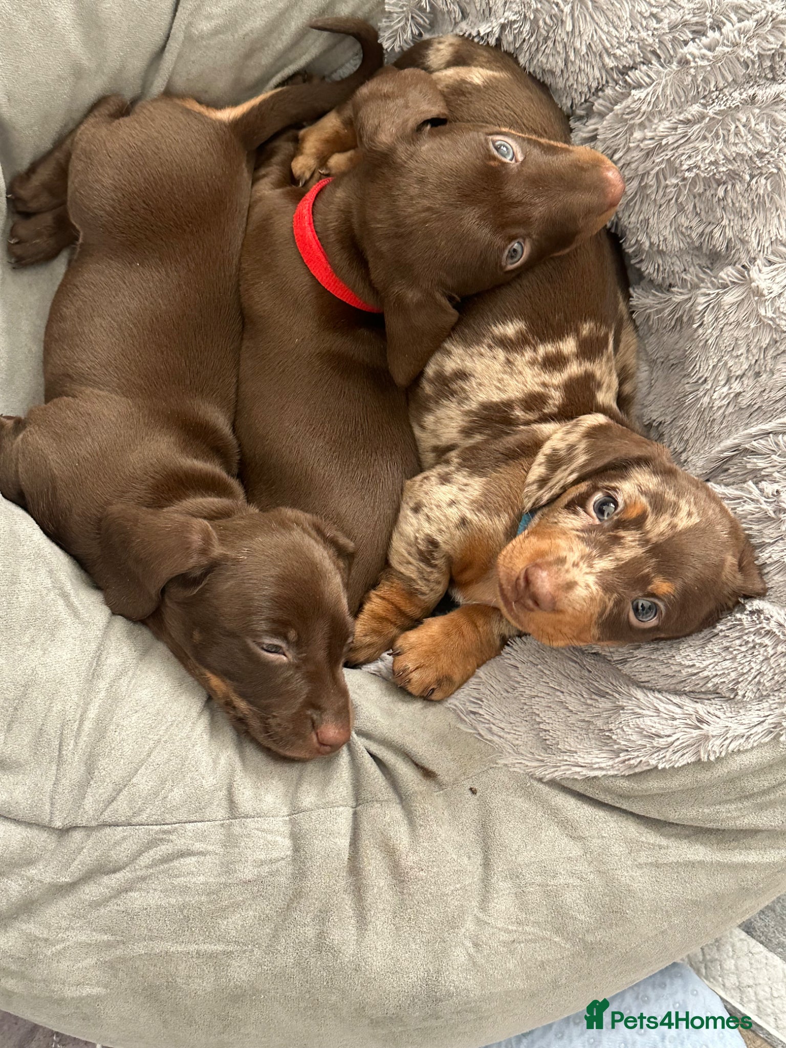 Miniature Dachshund dogs KC registered smooth haired mini dachshund puppies - Advert 18