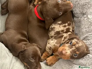 Miniature Dachshund dogs KC registered smooth haired mini dachshund puppies - Advert 6