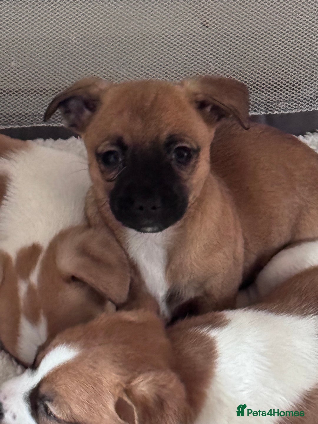 Jack Chi dogs for sale: Jack-chi puppies - Advert 18