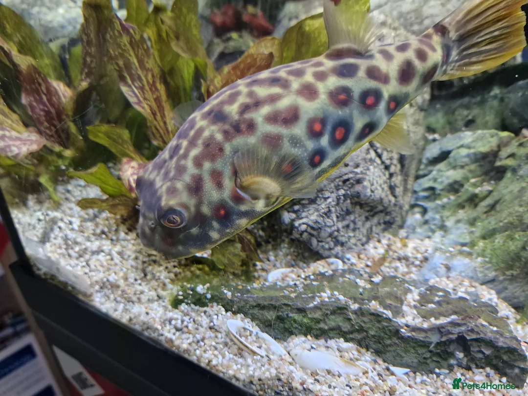 Pufferfish fish for sale: Cross River pufferfish  - Advert 3