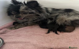 Pomeranian dogs for sale: Beautiful Poms ready 13th September - Image 6