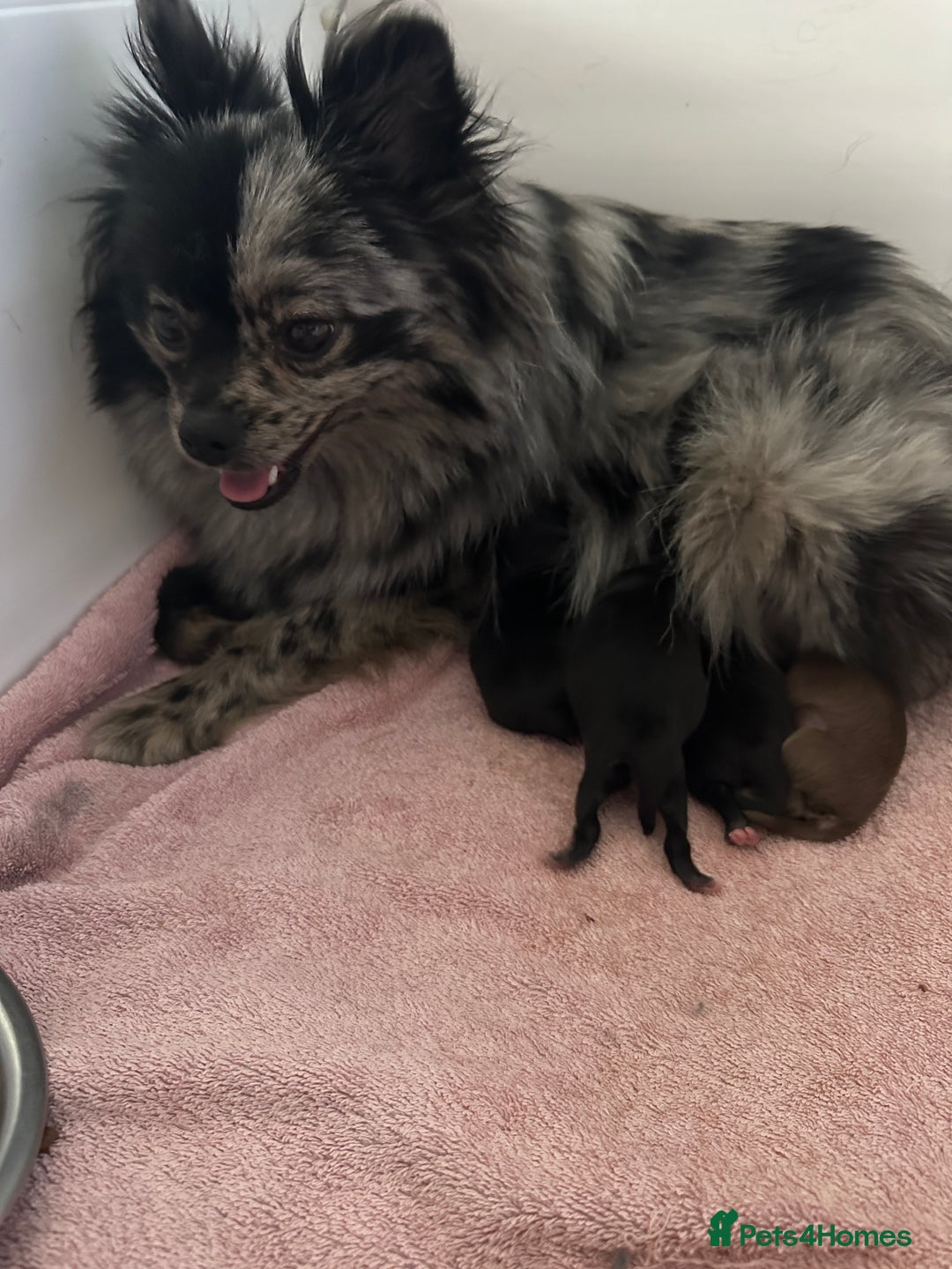 Pomeranian dogs for sale: Beautiful Poms ready 13th September - Image 6