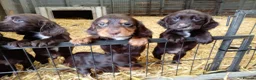 Sprocker dogs for sale: Working sprocker pups - Advert 13