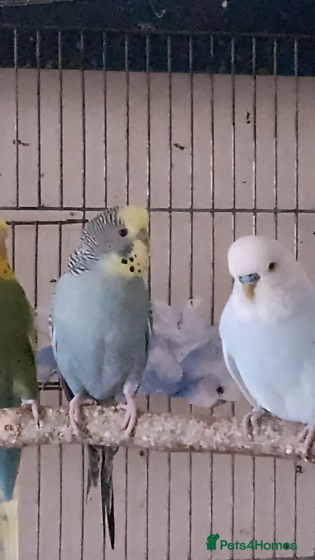 Budgerigars birds for sale: 6 budgies  - Advert 9