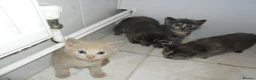 Mixed Breed cats for sale: 8 BEAUTIFUL KITTENS FOR SALE TO LOVING HOMES - Advert 5