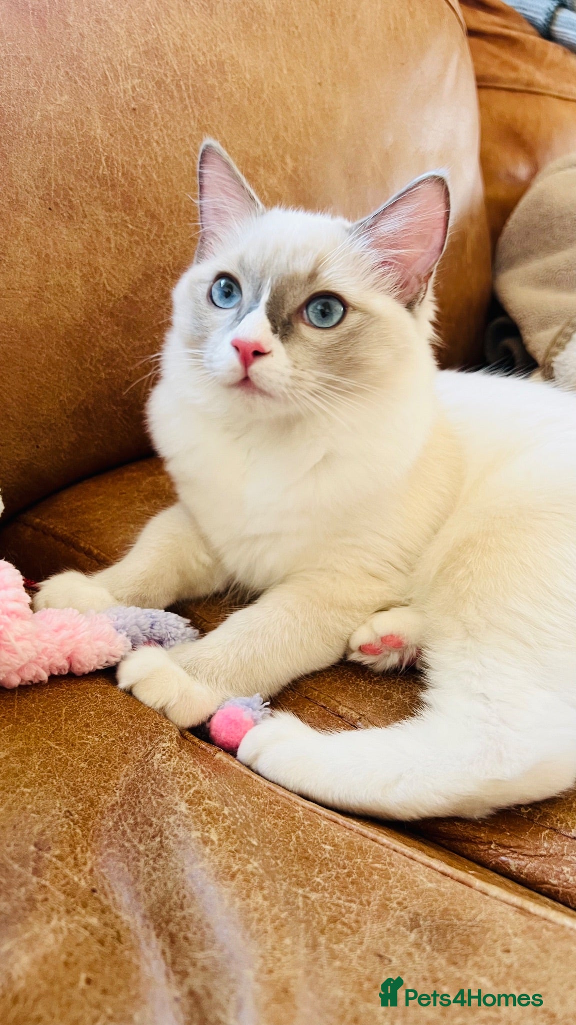 Ragdoll cats 🐈Pedigree Ragdoll Champion line 🏆 GCCF kitten - Advert 2