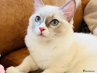 Ragdoll cats 🐈Pedigree Ragdoll Champion line 🏆 GCCF kitten - Advert 2
