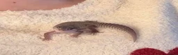 Gecko reptiles for sale: 6 month old leopard gecko & set up  in Nottingham - Advert 1