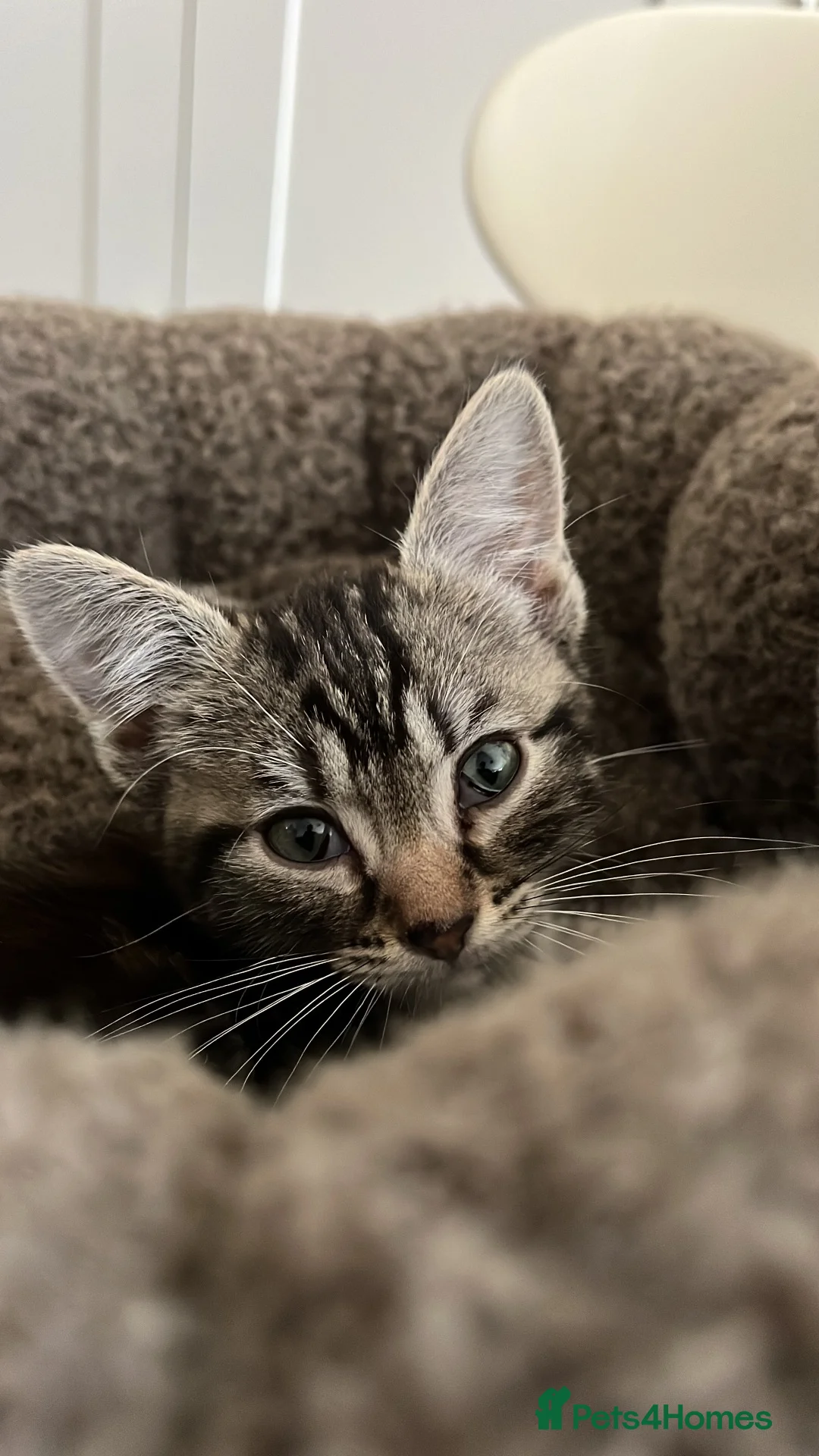 Maine Coon cats for sale: Little maine coon boy cross for sale - Advert 2