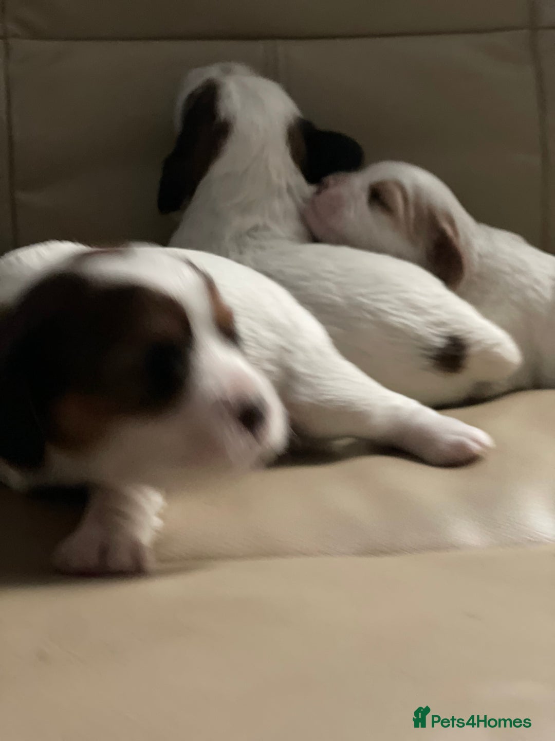 Cavapoo dogs for sale: Beautiful Cavapoo puppies - Image 23