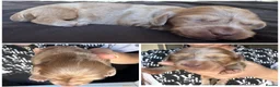 Miniature Dachshund dogs for sale: 3 Long hair mini dachshund puppies - Advert 33