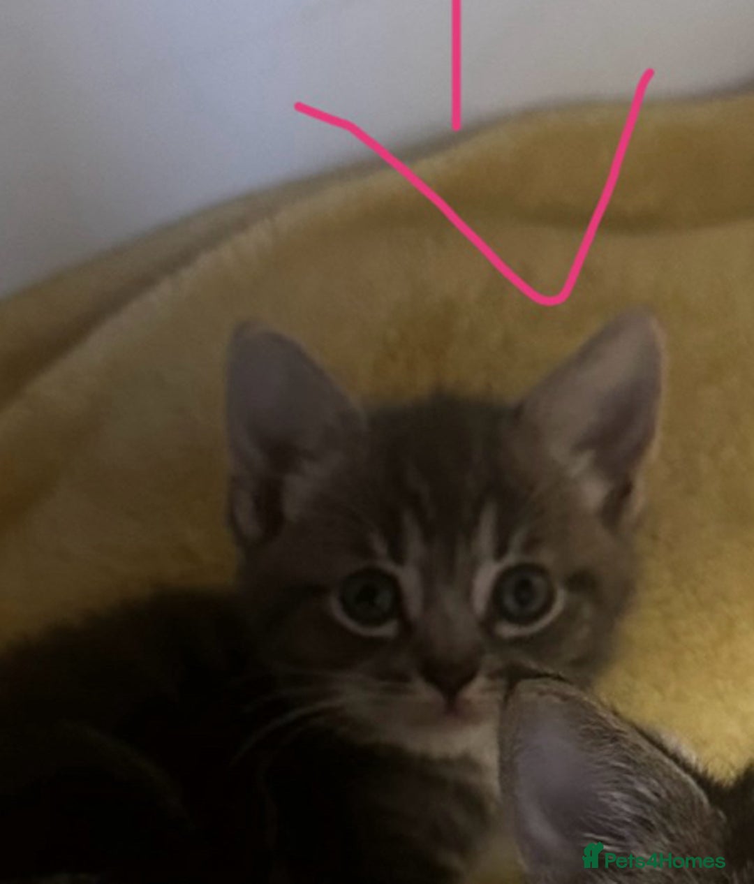 Mixed Breed cats for sale: 6 Of the cutest kittens ever !  - Image 35