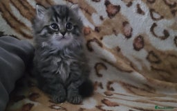 Mixed Breed cats for sale: Two Perdoll Female Kittens Looking for a Home - Image 1