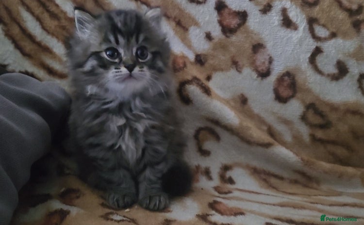 Mixed Breed cats - Advert 2