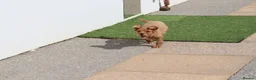 Cavapoo dogs for sale: COCKERLIERPOO puppies for sale - Advert 27