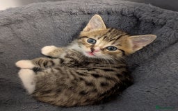 Domestic Shorthair cats for sale: 7 kittens are looking for new home - Image 6