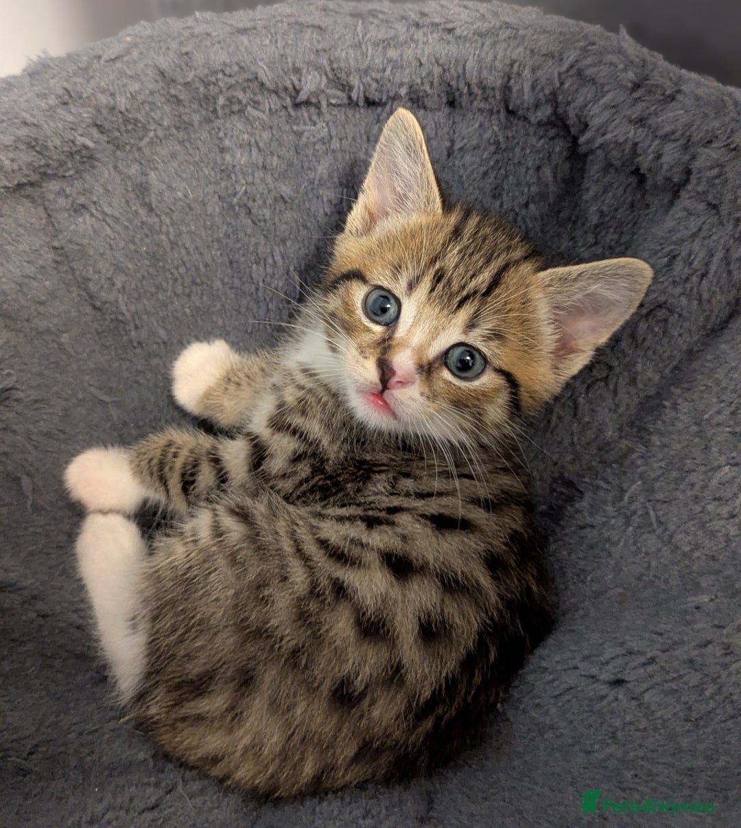 Domestic Shorthair cats for sale: 7 kittens are looking for new home - Image 6