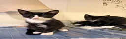 British Longhair cats for sale: Adorable Kittens Looking for Homes! - Advert 6