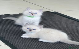 Ragdoll cats for sale: 3 Pure Ragdoll kittens and their mum  - Image 3