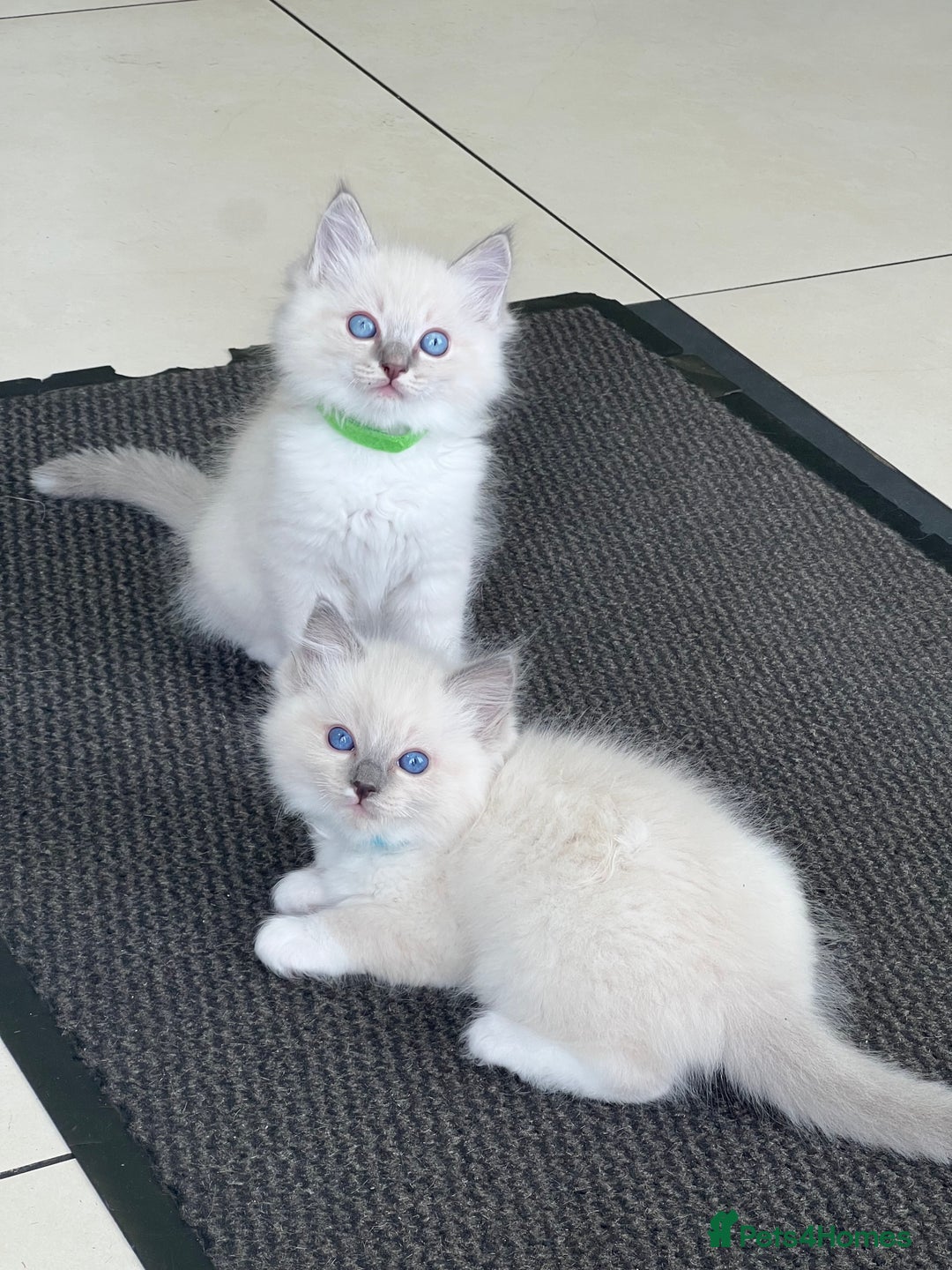 Ragdoll cats for sale: 3 Pure Ragdoll kittens and their mum  - Image 3