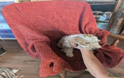 Cockapoo dogs for sale: Cockapoo x - Image 14