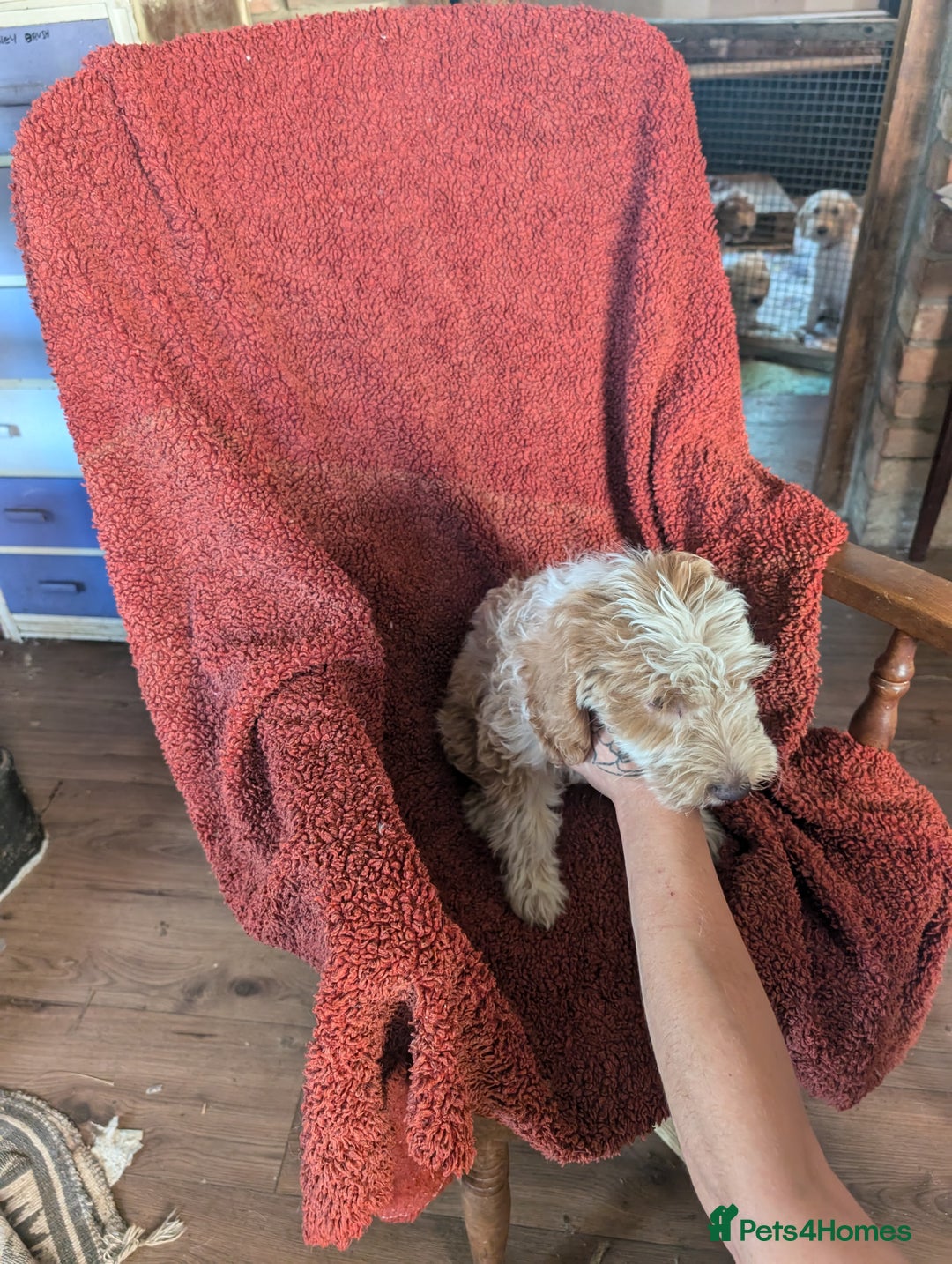 Cockapoo dogs for sale: Cockapoo x - Image 14
