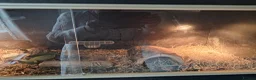 Hermann Tortoise reptiles for sale: Hermann tortoise  - Advert 5