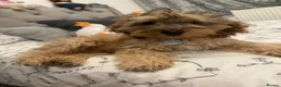 Cockapoo dogs for stud: 2 year old cockapoo male for stud - Advert 6