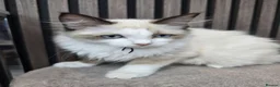 Ragdoll cats for sale: TICA Registered Pedigree Ragdoll Kittens  - Advert 2