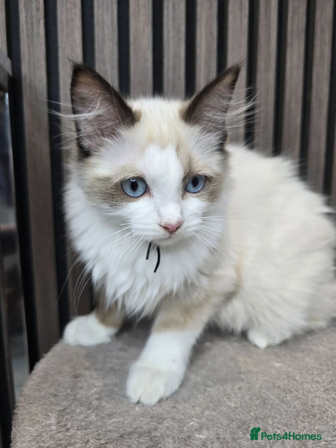 Ragdoll cats for sale: TICA Registered Pedigree Ragdoll Kittens  - Advert 2