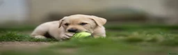Labrador Retriever dogs for sale: KC registered Working Line Yellow Labrador Puppies in King's Lynn - Advert 3