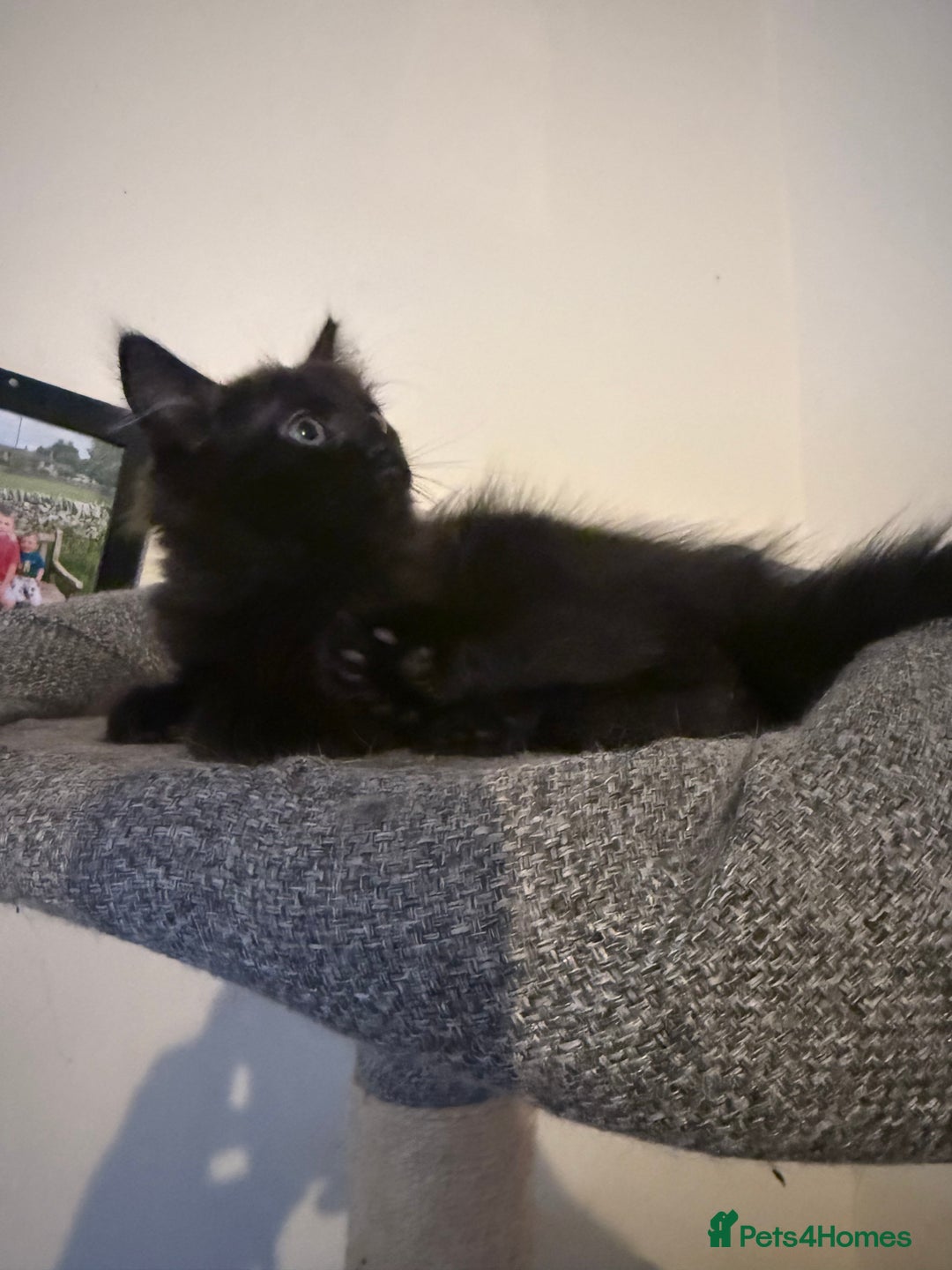 British Longhair cats for sale: 1 long fur polydactyl male kitten  - Image 4