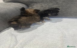 Chihuahua dogs for sale: chihuahuas puppies for sale  - Advert 4