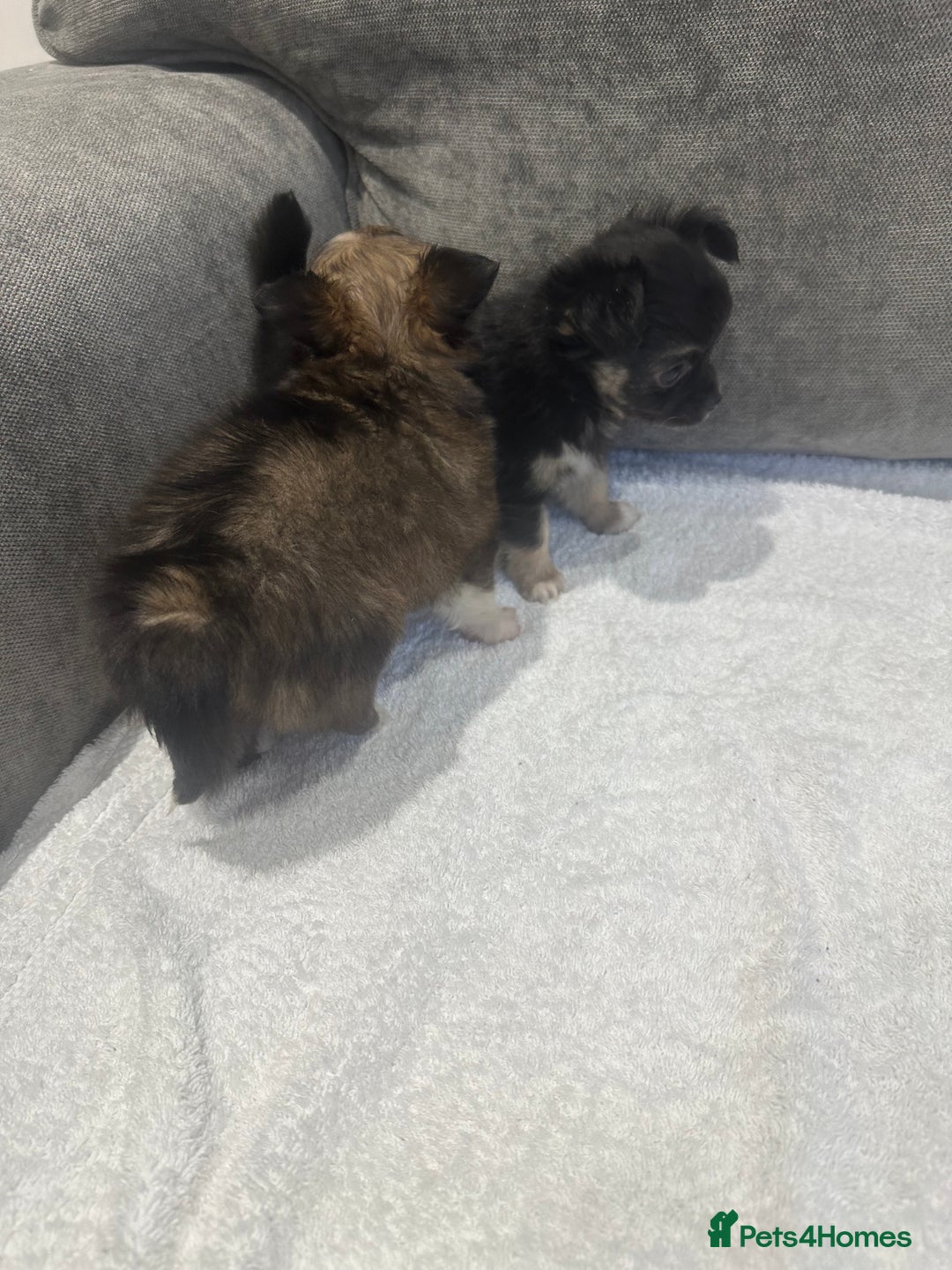 Chihuahua dogs for sale: chihuahuas puppies for sale  - Advert 4
