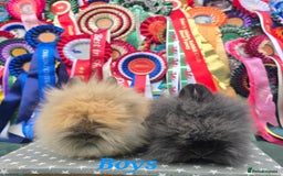 Lionhead rabbits for sale: Purebred Lionhead babies available  - Image 7
