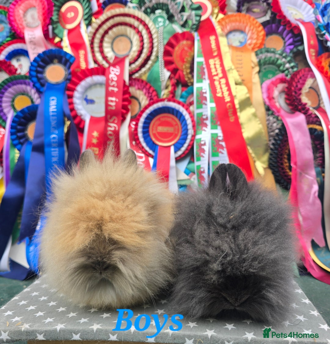 Lionhead rabbits for sale: Purebred Lionhead babies available  - Image 7