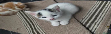 American Shorthair 2