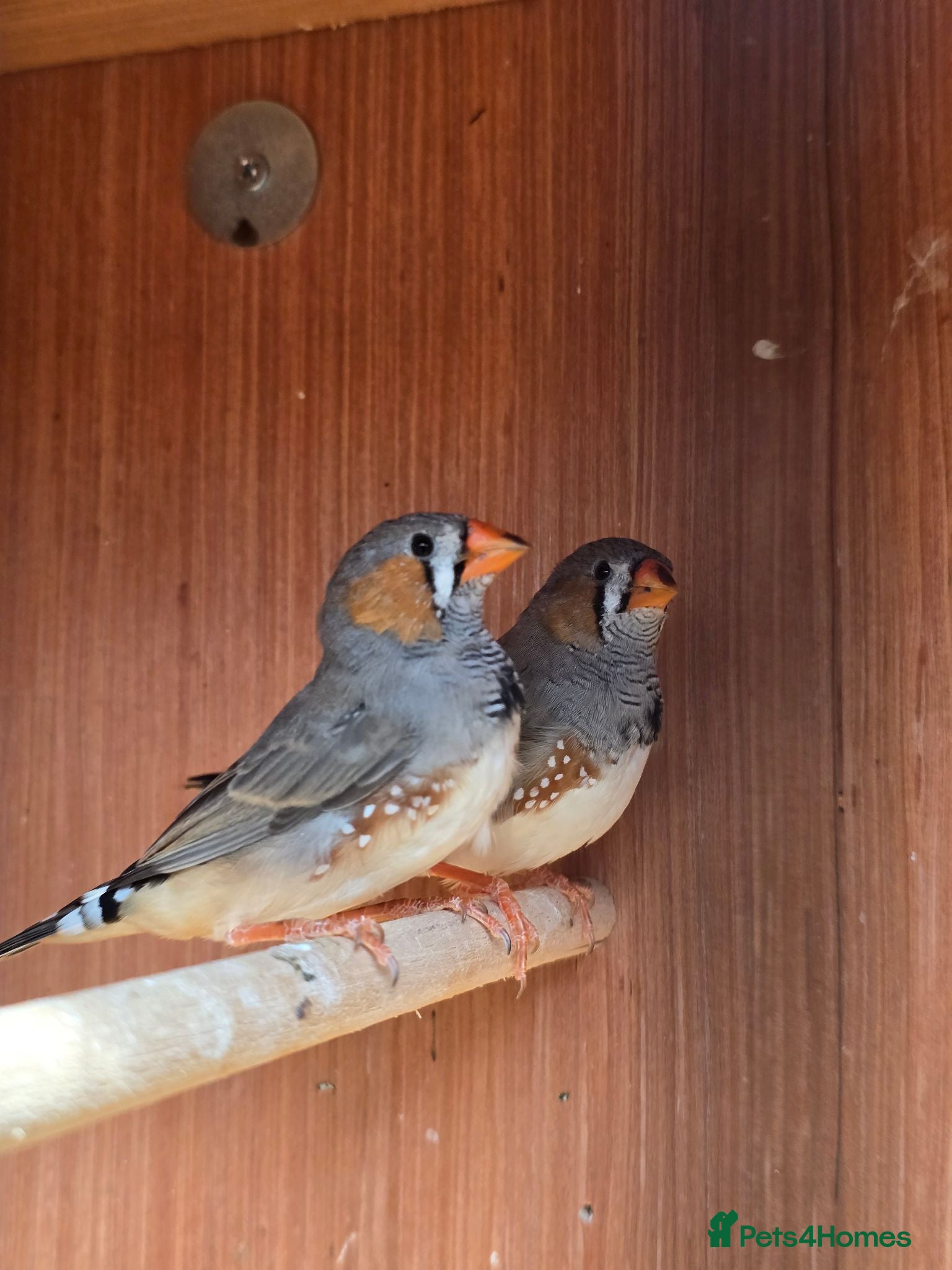 Finches birds 2 x male zebra finches - Advert 1