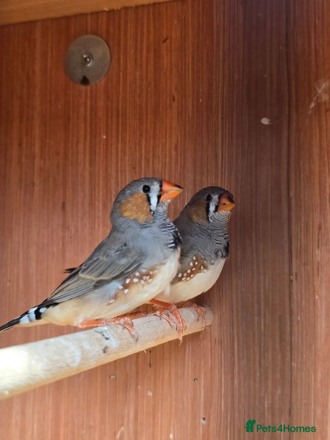 Finches birds for sale: 2 x male zebra finches in Frodsham - Advert 1