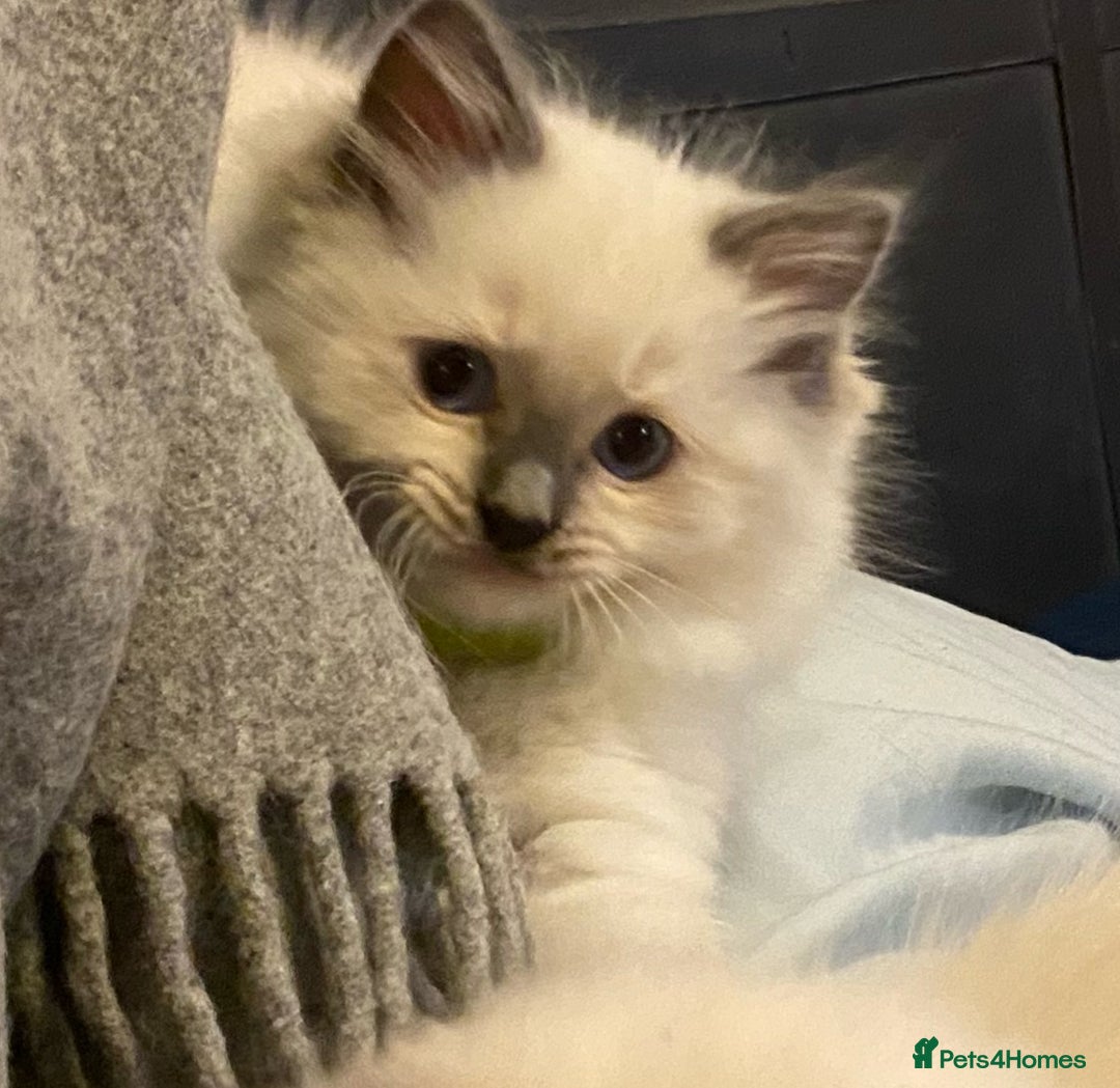 Ragdoll cats for sale: Pedigree ragdolls kittens TICA registered - Advert 11