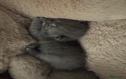 British Shorthair cats for sale: Beautiful British short hair kitten  - Image 17