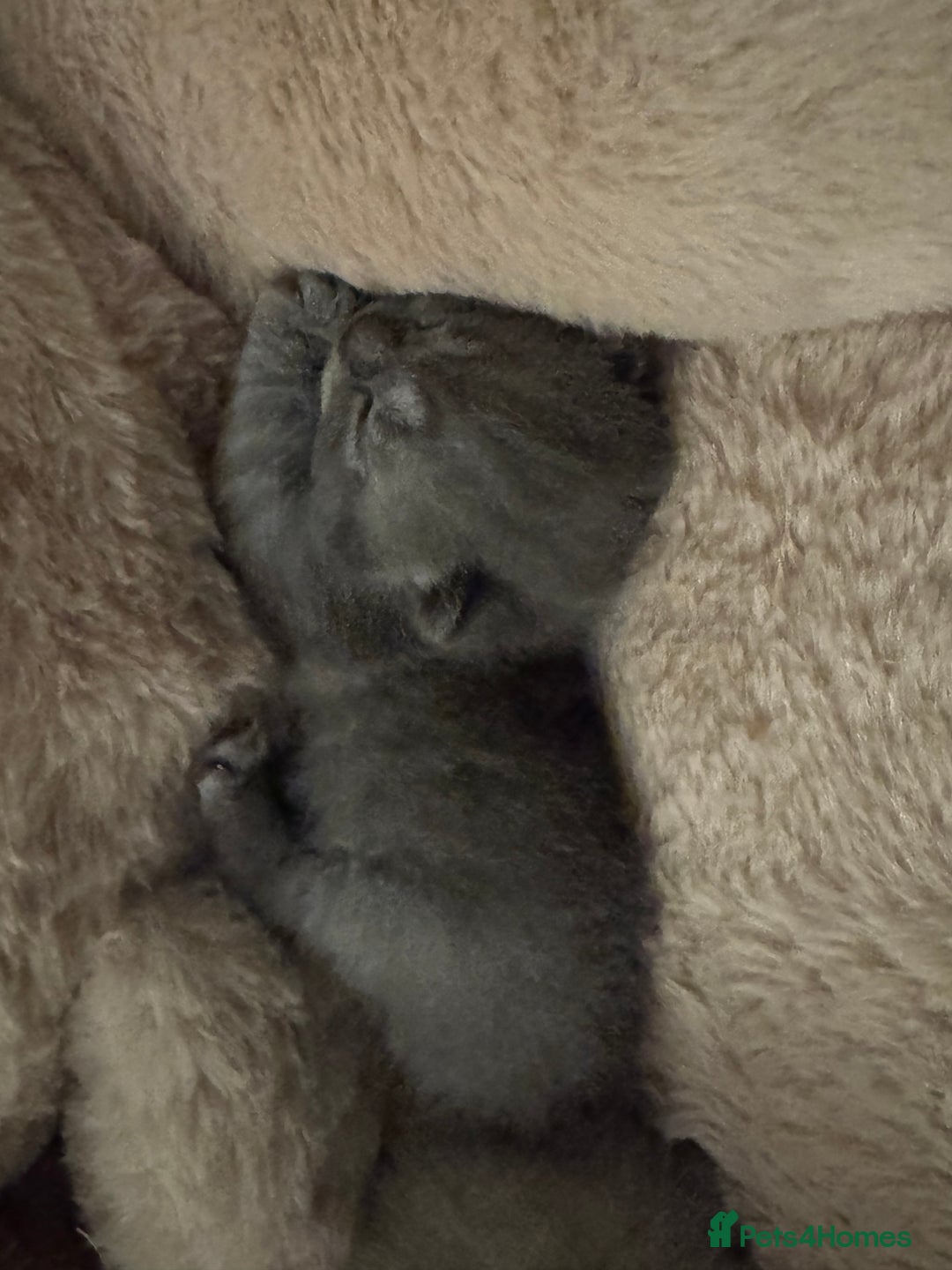 British Shorthair cats for sale: Beautiful British short hair kitten  - Image 17
